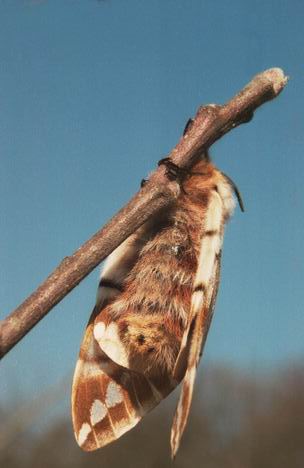 Motýl